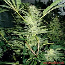 White Widow